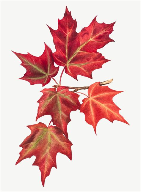 Red autumn leaf vector botanical | Premium Vector Illustration - rawpixel