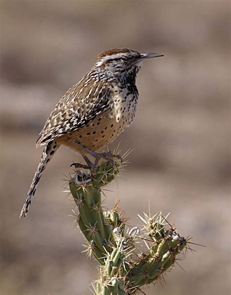 List of birds of Arizona - Wikipedia