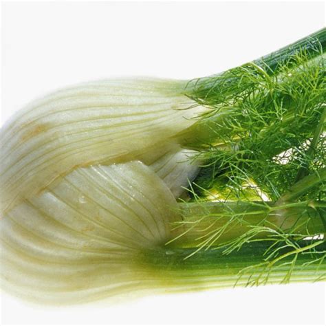 What Are the Health Benefits of Raw Fennel Root - Woman