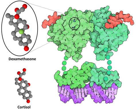 PDB-101: Molecule of the Month: Glucocorticoid Receptor and Dexamethasone