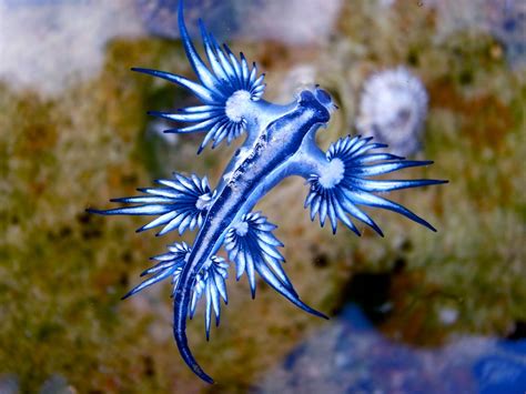 10 weird-looking sea creatures | Daily Sabah