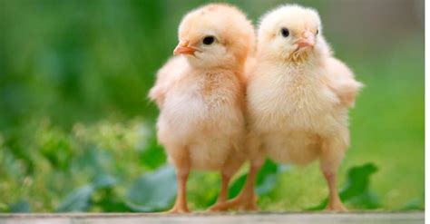 What’s a Baby Chicken Called + 5 More Amazing Facts! - A-Z Animals