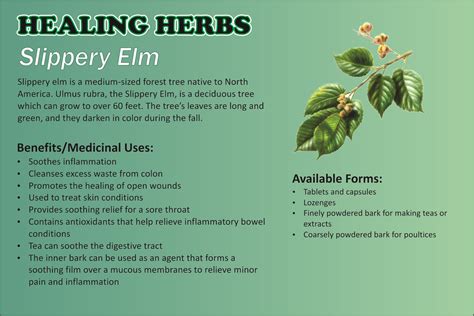 Slippery Elm - Herbal Remedy. I used this (poultice out of the powder ...