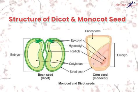 Monocot Seed Example | Dicot Seed Example | Monocotyledonous Seed MCQ - JobsJaano