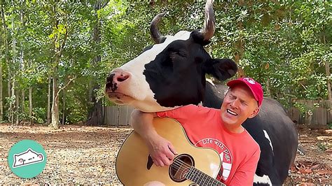 Cow and Man Form Strong Friendship Over Their Love to Music | Cuddle ...