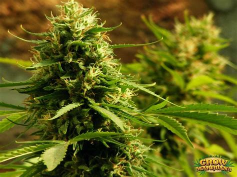 Jack Herer Seeds - Strain Review | Grow-Marijuana.com