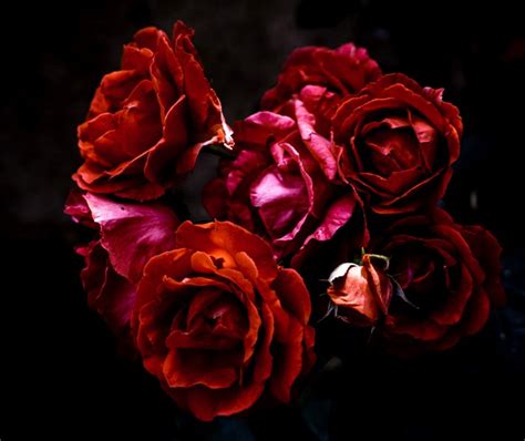 Roses, Closeup, Wine color, HD Wallpaper | Rare Gallery