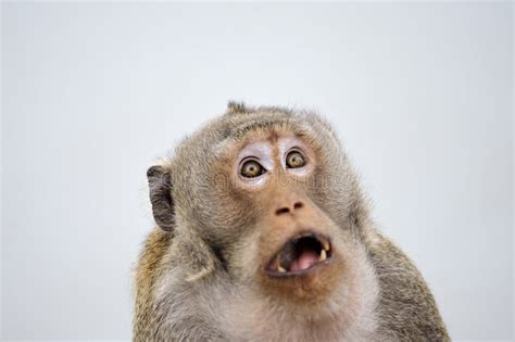 Monkey Emotion Surprise Full Face . Stock Image - Image of brown, yellow: 60234869