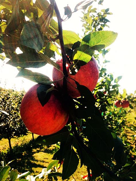 Apple Orchard Photoshoot - Soul Flower Blog