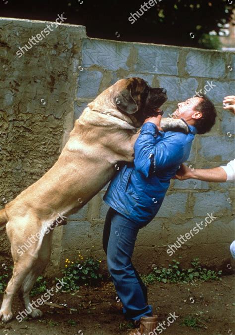 How Long Did Zorba The Mastiff Live