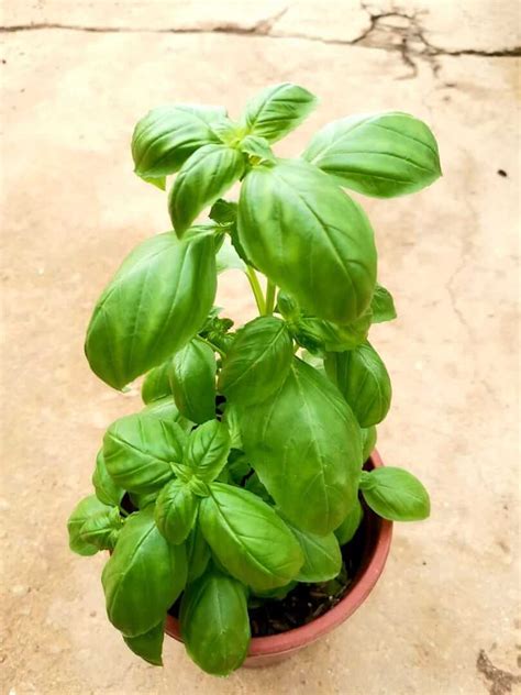 Sweet Basil Plant » Herbs 'n' Spices • Teo Joo Guan