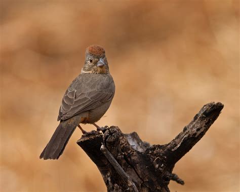 Canyon Towhee.jpeg | BirdForum