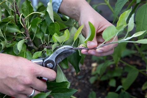 How to Prune Apple Trees in Summer - BBC Gardeners World Magazine