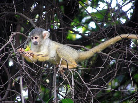 File:Squirrel monkey 2.JPG - Wikimedia Commons