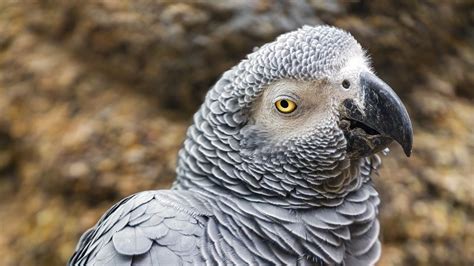 Wallpaper african grey parrot, parrot, beak, wildlife hd, picture, image