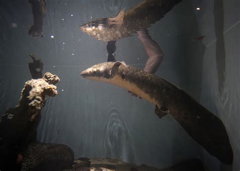 Meet San Francisco's Methuselah, World’s Oldest Living Aquarium Fish ...