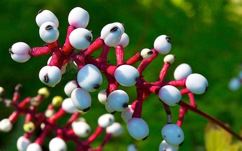 Life on Distant Hill Blog ... White Baneberry - Distant Hill Gardens and Nature Trail