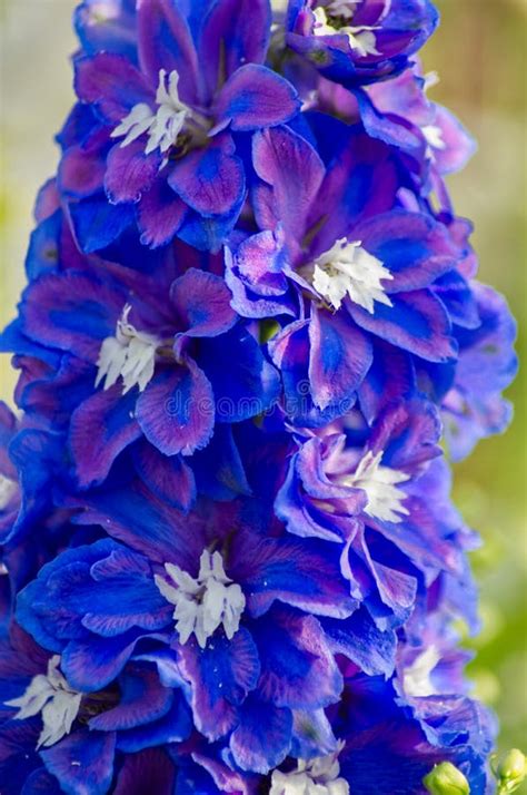 Blue Delphinium Flowers stock photo. Image of delphinium - 195500028