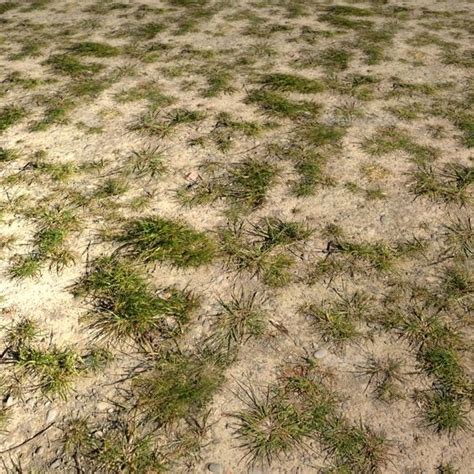 Desert Grass Seamless Texture | Grass seamless, Seamless textures, Grass textures