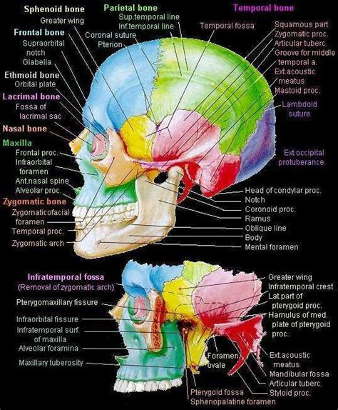 skull Base