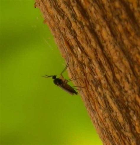 length of fungus gnat life cycle - Yen Hills