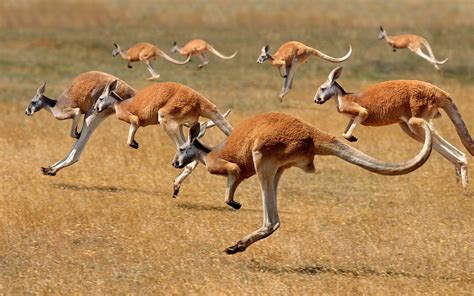 animals, Kangaroos Wallpapers HD / Desktop and Mobile Backgrounds