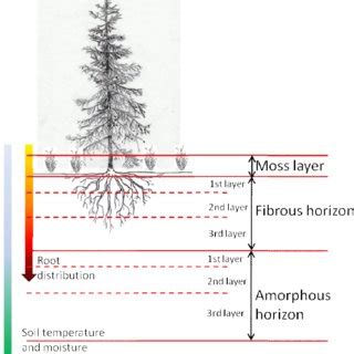 Schematic representation of the soil decomposition model. | Download Scientific Diagram