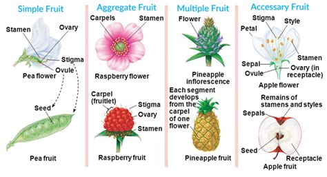 Types of Fruits - GKToday