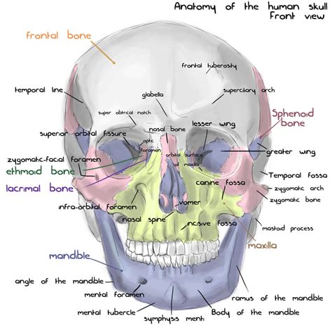 Annotated human skull anatomy - front view by shevans on DeviantArt