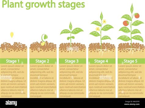 Plants growing infographic. Plants growing process. Plants growth ...