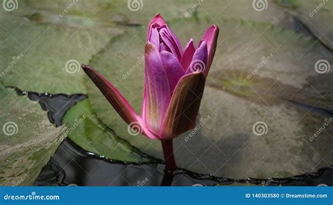 Water Lily Flower in the Pond Stock Photo - Image of plants, water ...