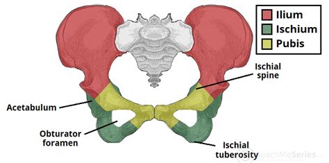 Hip Bone Iliac Crest