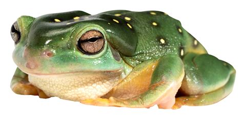 Frog PNG transparent image download, size: 1900x952px