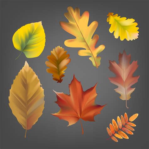 Collection of autumn leaves vector - Download Free Vectors, Clipart ...