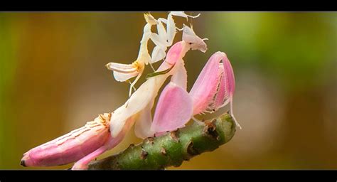 5 praying mantis facts to learn more about praying mantis