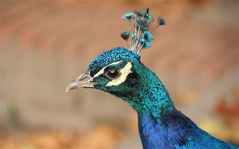 Are Peacocks Used As Guard Dogs