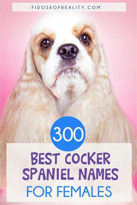 300 Best Cocker Spaniel Names For Females - Fidose of Reality