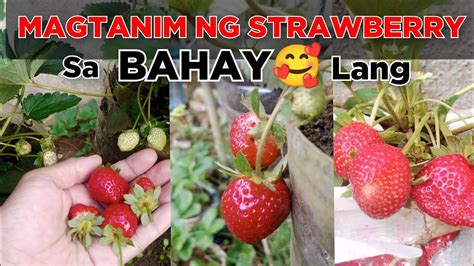 Omg! We're Already Harvesting Strawberry After Planting Them So Easily ...