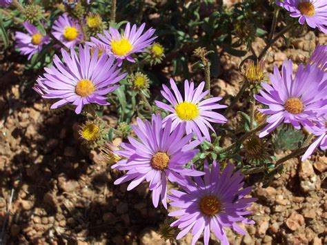 Plants - Grassland Biome