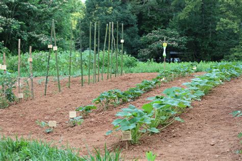 Best Colour Shade Cloth For Vegetable Garden | Fasci Garden