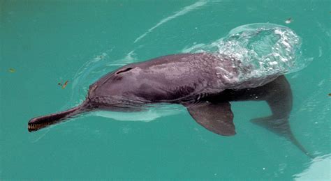 Why Ganges River Dolphins Are Endangered and What We Can Do