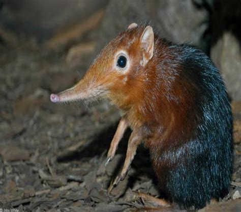 What Do You Know About Boni Giant Sengi (Formerly Known As Elephant Shrew)? | Attempts: 159 ...