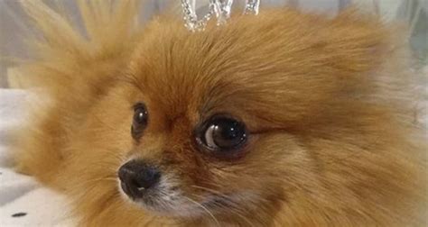 140+ Royal Dog Names for Noble Dogs | PetPress