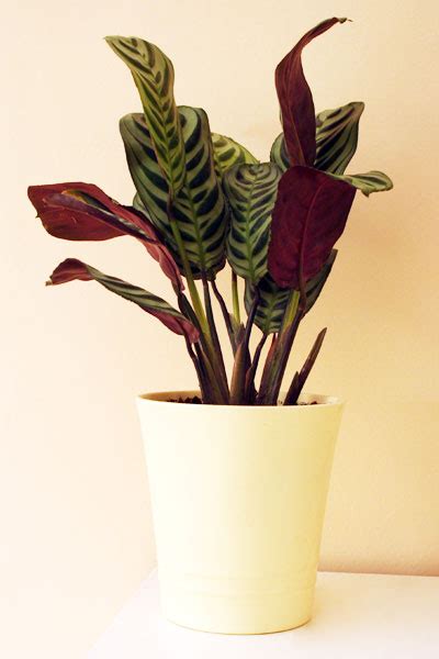 Calathea Plant - Care, Growing, Watering, Requirements, Propagation - Plant Index