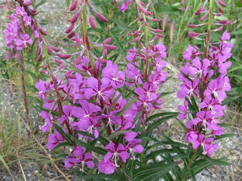 Wildflowers of Alaska '08 | Cool Alaska Pics | Pinterest