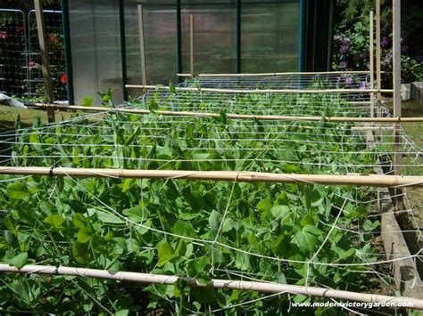 Snow Pea Trellis Ideas - Okejely Garden Plant