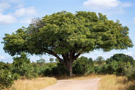 9 Incredible Trees Native to South Africa - A-Z Animals