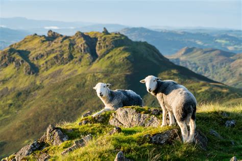 Lake District Wildlife Guide | Heart of the Lakes Guide