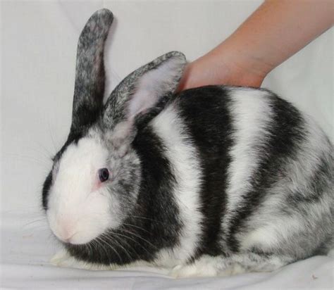 a small rabbit is being petted by someone