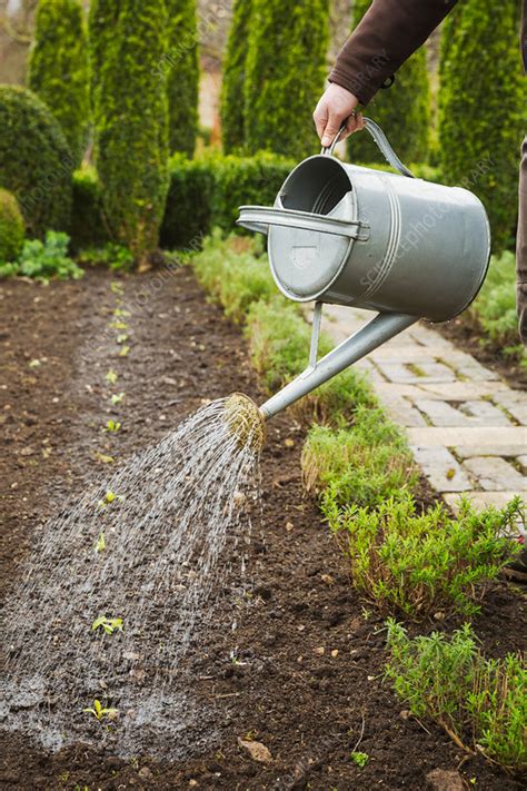 Person watering newly planted seedlings - Stock Image - F020/3512 ...